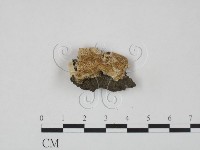 登錄號:F0019843藏品圖，第1張