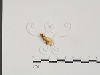 登錄號:F0019844藏品圖，第1張