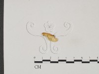 登錄號:F0019844藏品圖，第3張