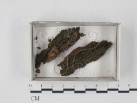 登錄號:F0019852藏品圖，第1張
