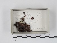 登錄號:F0019857藏品圖，第1張