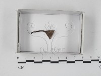登錄號:F0019862藏品圖，第1張