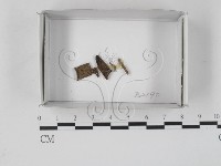 登錄號:F0019866藏品圖，第1張