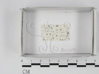 登錄號:F0019867藏品圖，第1張