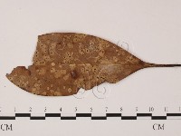 登錄號:F0019871藏品圖，第1張