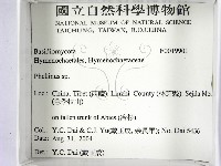 木層孔菌屬藏品圖，第2張