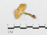 登錄號:F0019904藏品圖，第1張