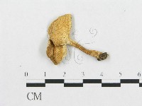 登錄號:F0019904藏品圖，第4張
