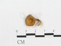 登錄號:F0019906藏品圖，第4張
