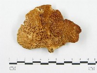 登錄號:F0019908藏品圖，第1張