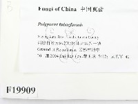 登錄號:F0019909藏品圖，第2張