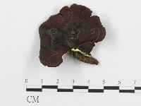 登錄號:F0019910藏品圖，第1張