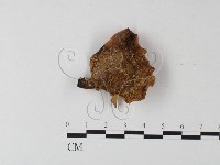 登錄號:F0019912藏品圖，第1張