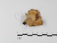 登錄號:F0019912藏品圖，第4張