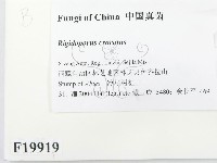 登錄號:F0019919藏品圖，第2張