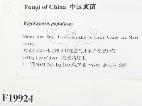 登錄號:F0019924藏品圖，第2張