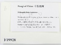 裂褶菌藏品圖，第2張