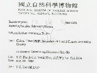裂褶菌藏品圖，第3張