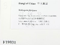 登錄號:F0019931藏品圖，第2張