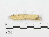 登錄號:F0019933藏品圖，第4張