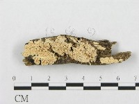 登錄號:F0019935藏品圖，第1張