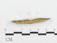 登錄號:F0019938藏品圖，第5張