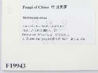 登錄號:F0019943藏品圖，第2張