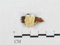 登錄號:F0019943藏品圖，第1張