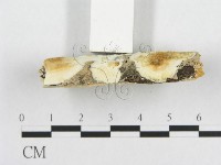 登錄號:F0019945藏品圖，第6張