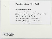 登錄號:F0019950藏品圖，第2張