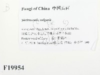 登錄號:F0019954藏品圖，第2張