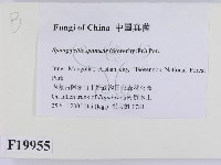 登錄號:F0019955藏品圖，第2張