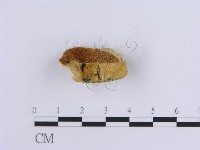 登錄號:F0019955藏品圖，第5張