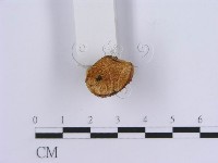 登錄號:F0019956藏品圖，第5張