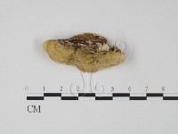 登錄號:F0019961藏品圖，第3張