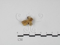 登錄號:F0019962藏品圖，第1張
