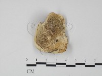 登錄號:F0019963藏品圖，第1張