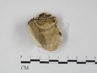 登錄號:F0019963藏品圖，第3張