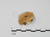 登錄號:F0019965藏品圖，第1張