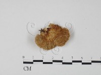 登錄號:F0019965藏品圖，第3張