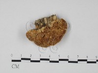 登錄號:F0019966藏品圖，第1張