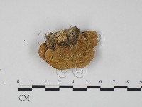 登錄號:F0019966藏品圖，第3張