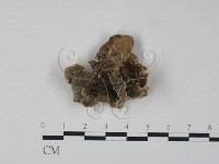 雲芝藏品圖，第3張