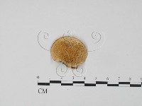 登錄號:F0019969藏品圖，第1張