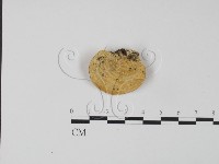 登錄號:F0019969藏品圖，第3張