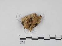 登錄號:F0019971藏品圖，第1張
