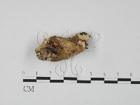 登錄號:F0019972藏品圖，第3張