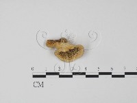 登錄號:F0019973藏品圖，第1張