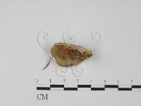 登錄號:F0019975藏品圖，第1張