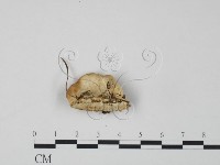 登錄號:F0019975藏品圖，第3張